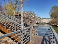 -大兴滨河森林公园