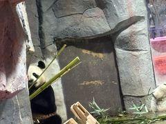 -栾川竹海野生动物园