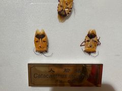 -上海昆虫博物馆