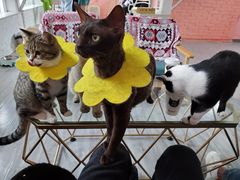 -喵屿·大理花园猫咖