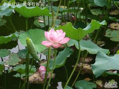 -紫竹院公园冰场