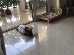 -谐和贝康宠物医院24小时·宠保定点(急重症转诊中心)