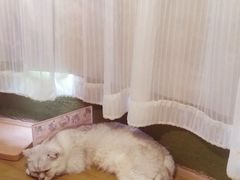 -猫猫幼稚园·撸猫·桌游·电玩