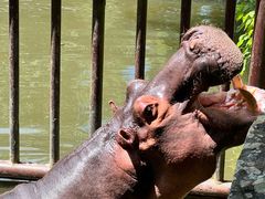 -海南热带野生动植物园