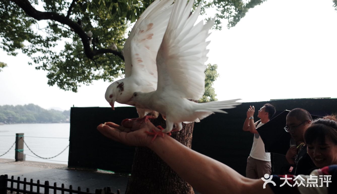 不可错过的西湖边动物打卡🕊