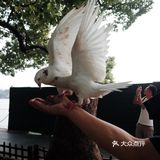 不可错过的西湖边动物打卡🕊