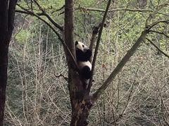 -都江堰中华大熊猫苑