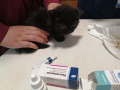 -瑞派·关忠动物医院·异宠专科·犬猫肿瘤·皮肤专科(望京店)