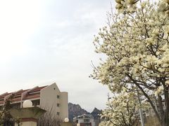 -喜茶(青岛金狮广场店)