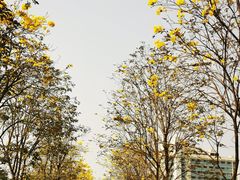-洲头咀公园