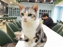 -安格丽娜·狗咖·猫咖羊驼咖(春熙路百盛商场店)