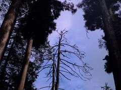 -天目山大树王景区