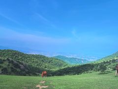 -大姆山草场