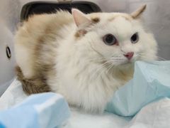 -爱诺耐芙动物医院(万博店)