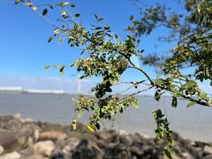 -上海吴淞炮台湾国家湿地公园