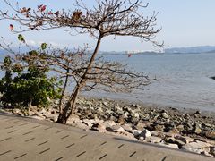 -深圳湾公园(南山区)