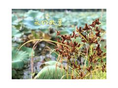 -荷塘月色湿地公园·向阳花洲