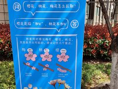 -高东镇樱花园
