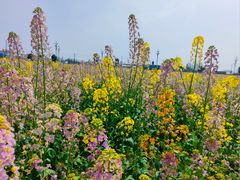 -中国天府农业博览园