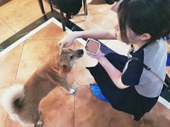 -more than meow吴止猫主题餐厅(承德 中船汇店)