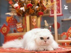 -佐罗家宠物馆·猫文化馆(紫霞路店)