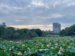 -金山公园