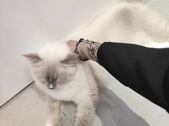 -Heymao猫咖.咖啡厅(东门店)