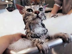 -PETKIT小佩宠物(古北店)