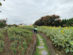 -荷兰花海