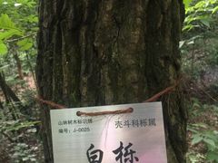 -九曜山