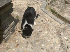 -上海佘山国家森林公园天马山园