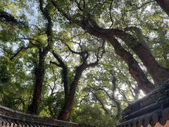 -普陀山风景区-佛顶山