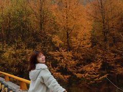 -秦岭风景区