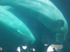 -北戴河圣蓝海洋公园