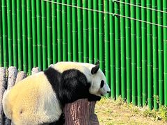 -沈阳森林动物园