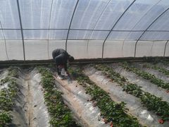 -万源龙顺度假庄园生态观光园