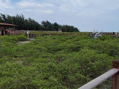-北海金海湾红树林生态旅游区