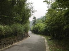 -都江堰中华大熊猫苑