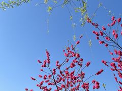 -杭州植物园