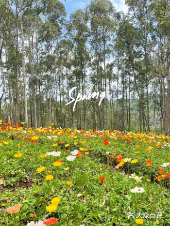 春意春意，踏青赏花好时节