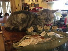 -猫色咖啡·猫咖