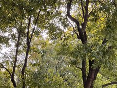 -徐家汇源景区-衡山公园