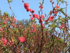 -南国桃园旅游度假区