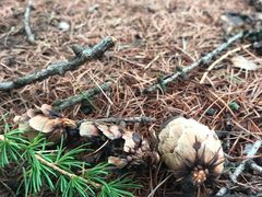 -塞罕坝国家级自然保护区