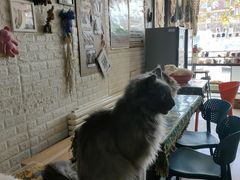 -平行世界·猫咖(首经贸店)