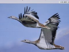 -野鸭湖国家湿地公园