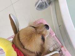 -怪兽屋·羊驼·猫咖·狗咖(俊华广场店)