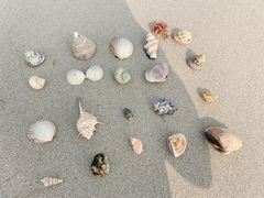 -贝壳沙滩