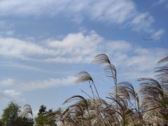 -春花秋色城市公园