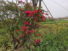 -琅岐红光湖公园